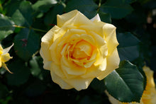 Floribunda rose 'Gold Badge'