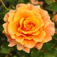 Floribunda rose 'Gold and Great'