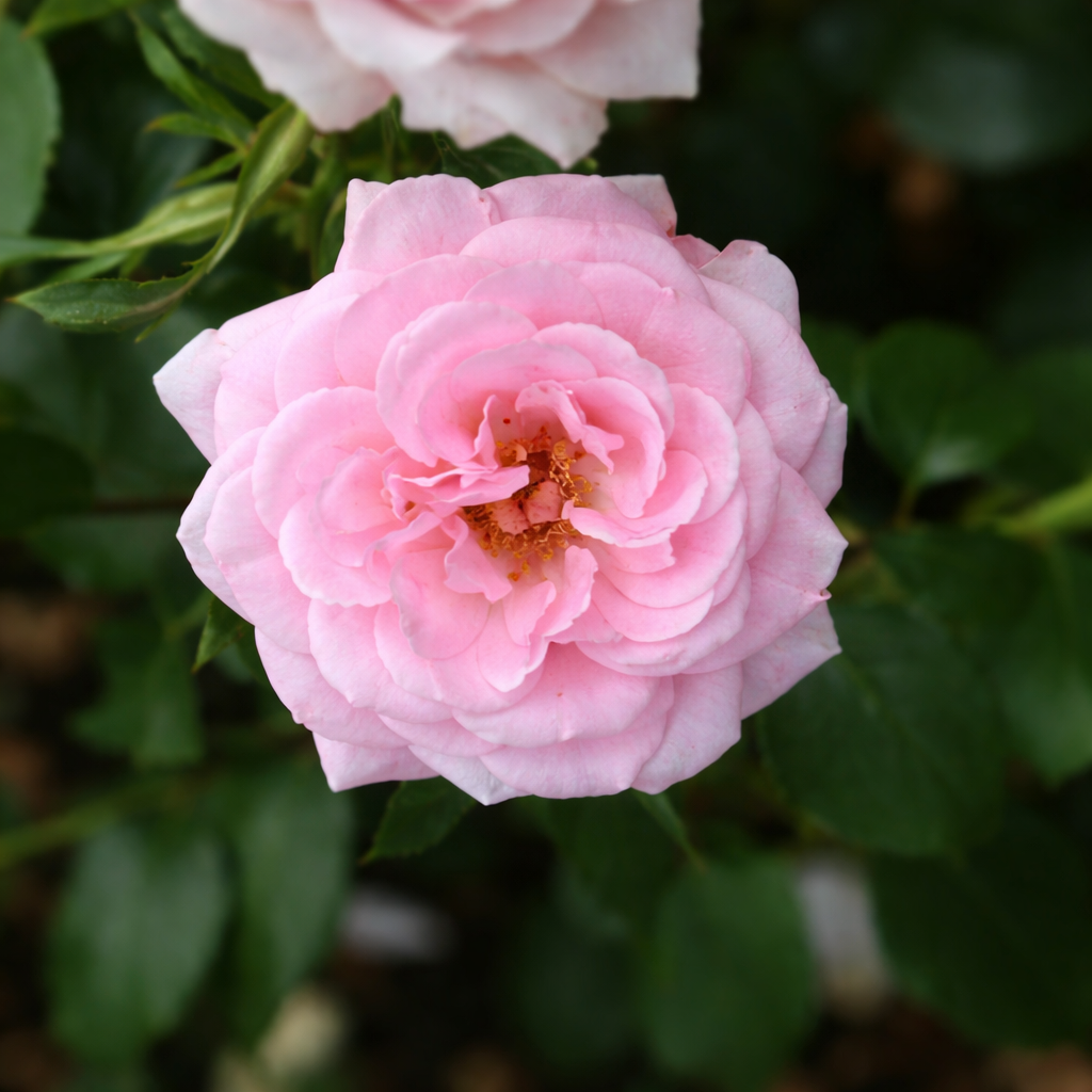 Rosier floribunda 'Home & Garden'