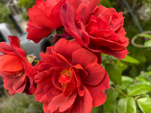 Rosier floribunda 'Hot Cocoa'