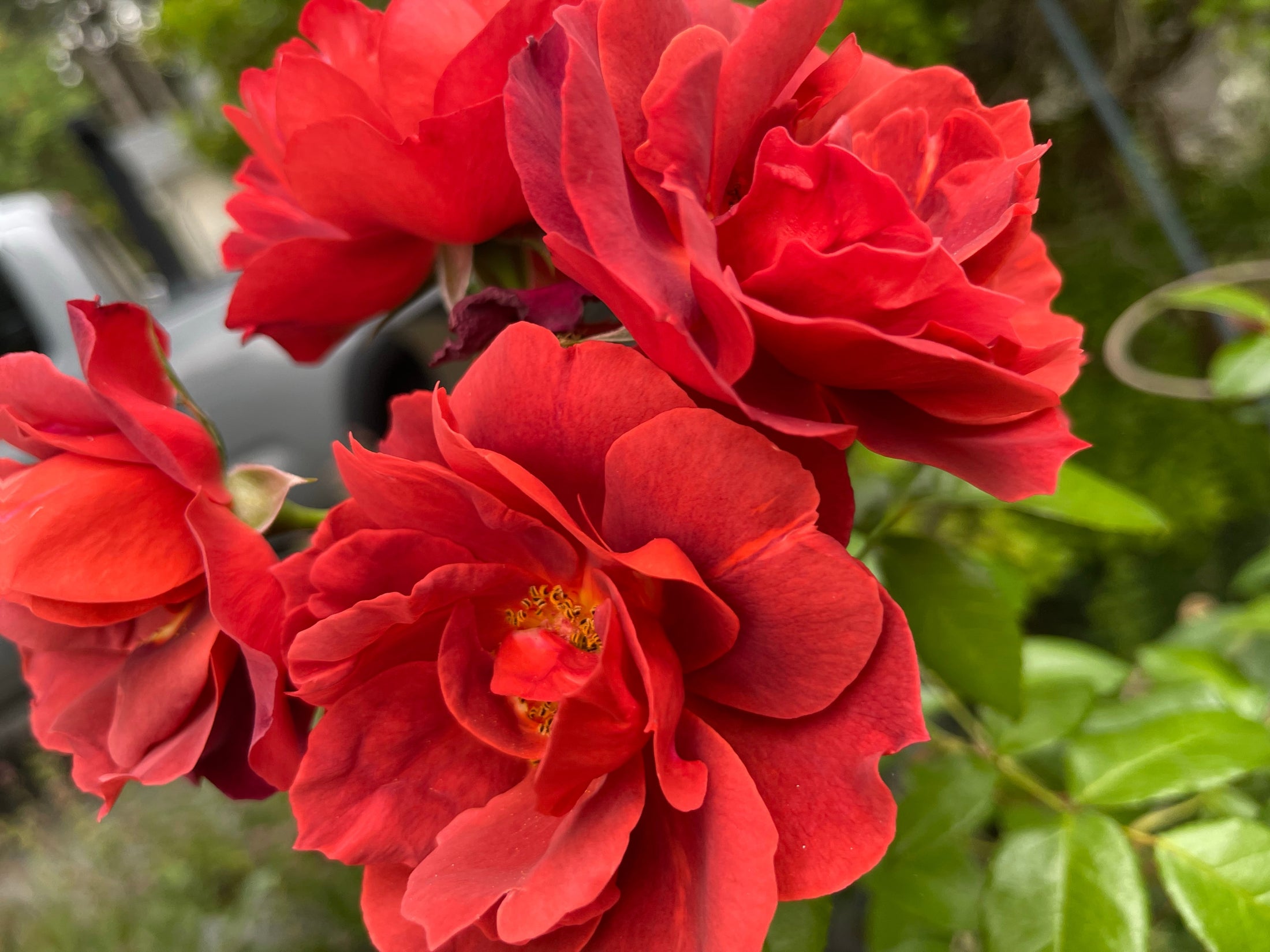 Rosier floribunda 'Hot Cocoa'