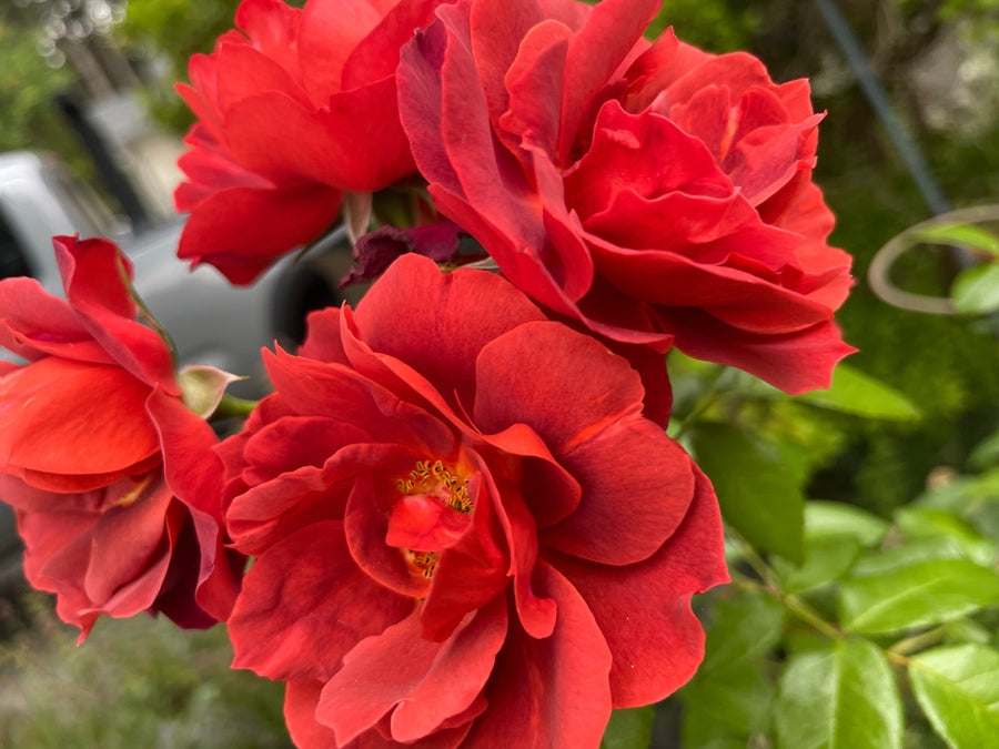 Rosier floribunda 'Hot Cocoa'