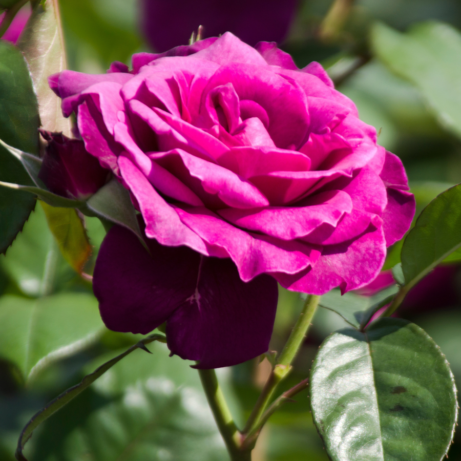Rosier floribunda 'Intrigue'