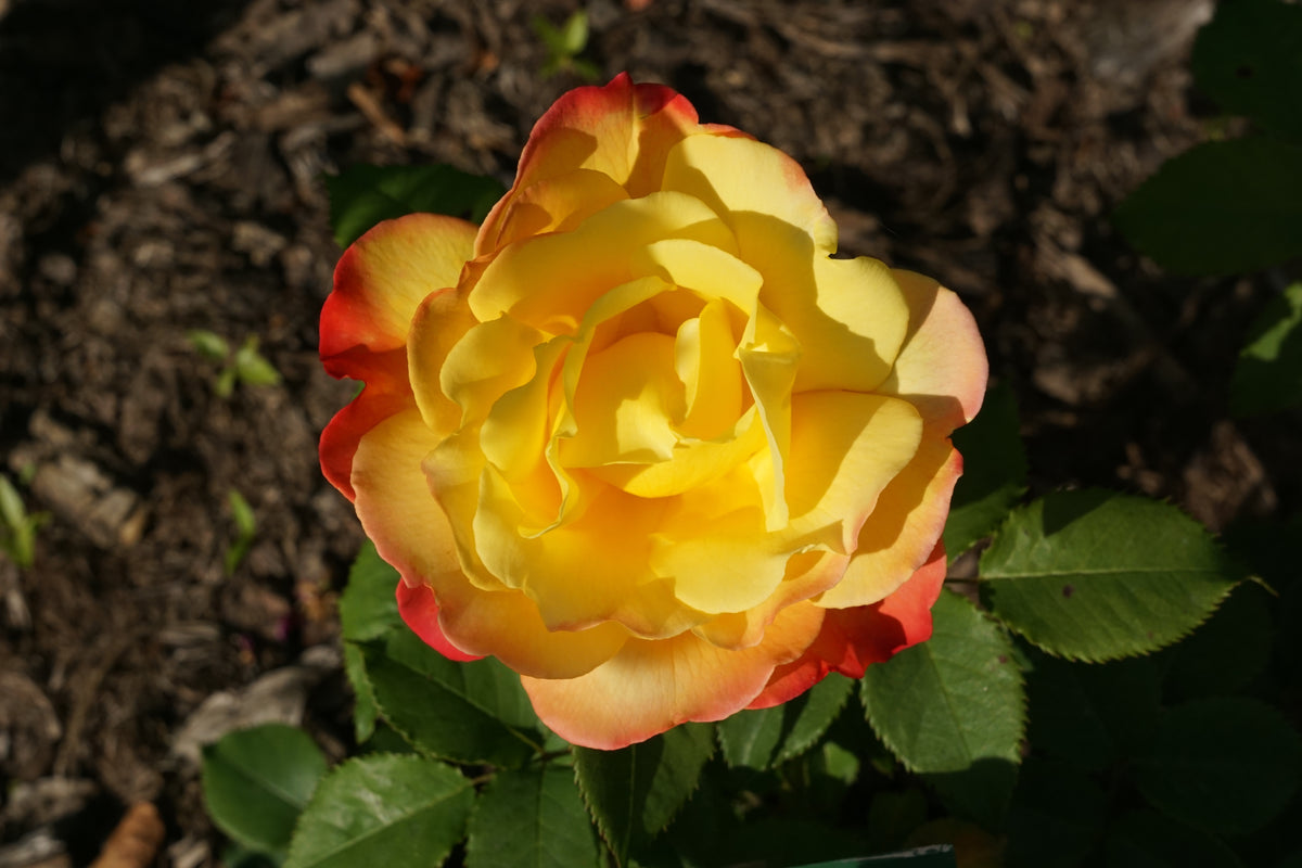 Floribunda rose 'Judy Garland'