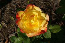 Floribunda rose 'Judy Garland'