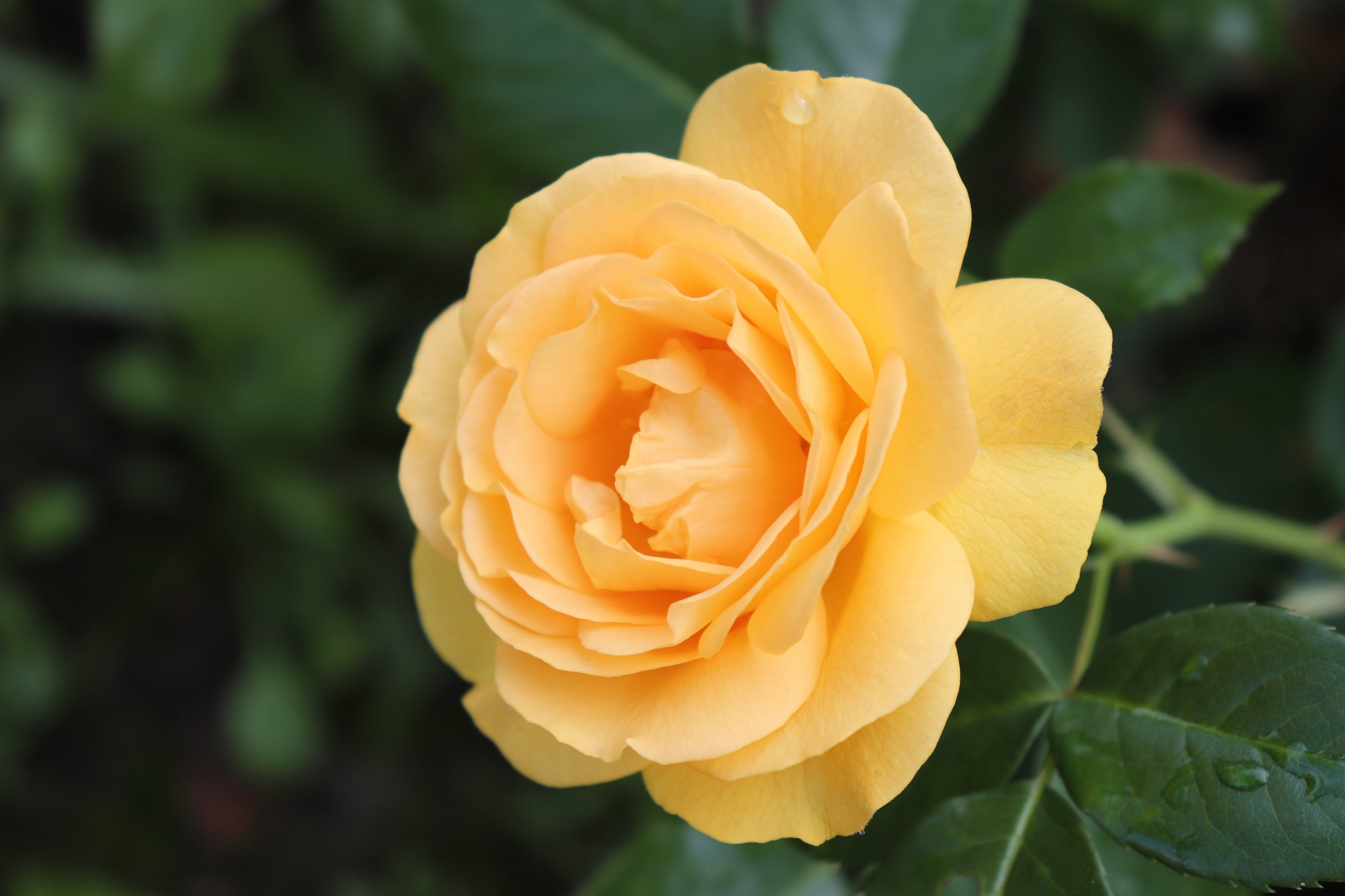 Floribunda rose 'Julia Child'