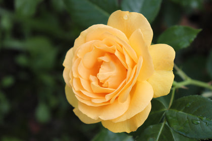 Floribunda rose 'Julia Child'