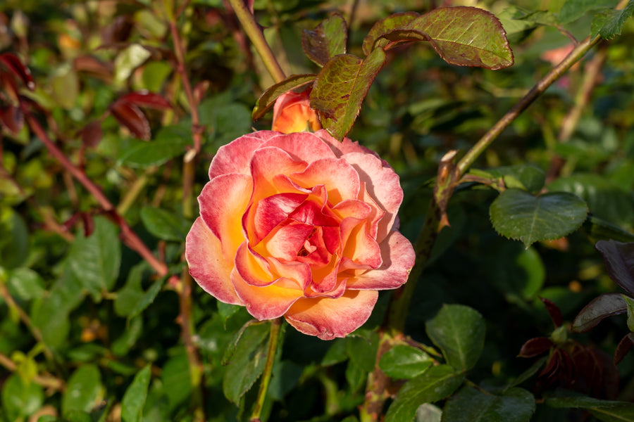 Rosier floribunda 'Jump For Joy'