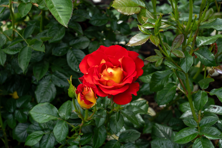 Rosier floribunda 'Ketchup & Mustard'