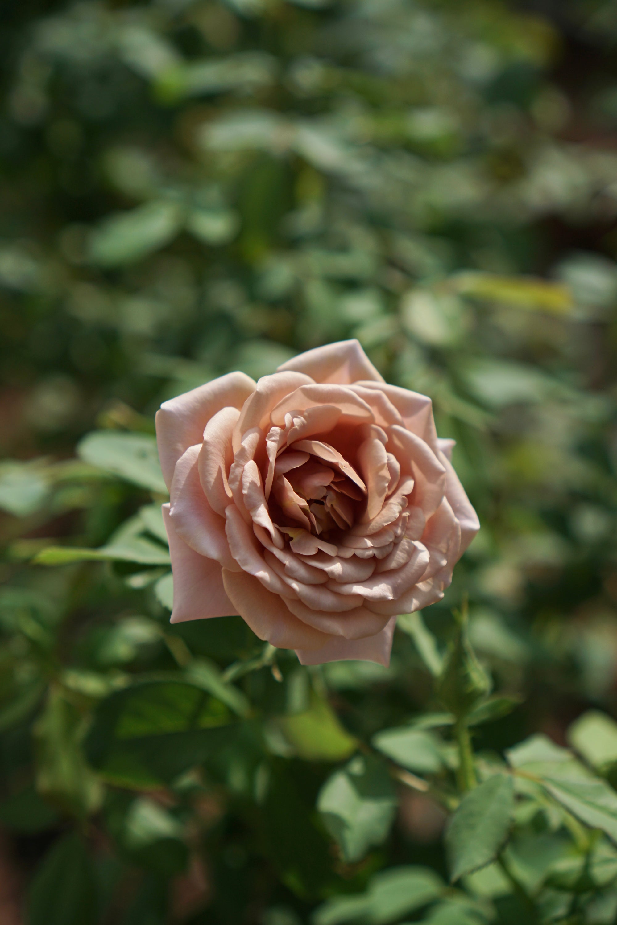 Floribunda rose 'Koko Loko'