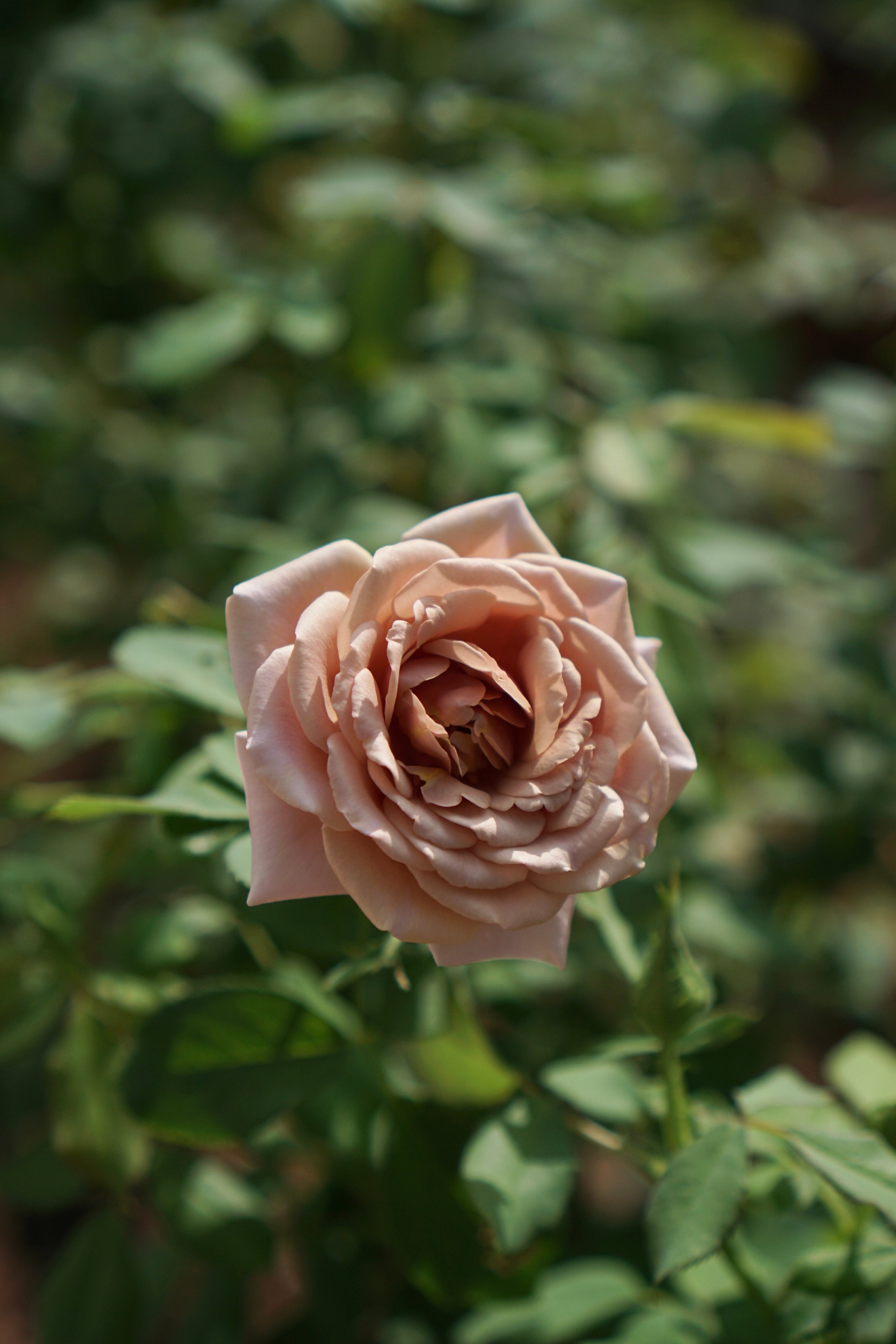 Floribunda rose 'Koko Loko'