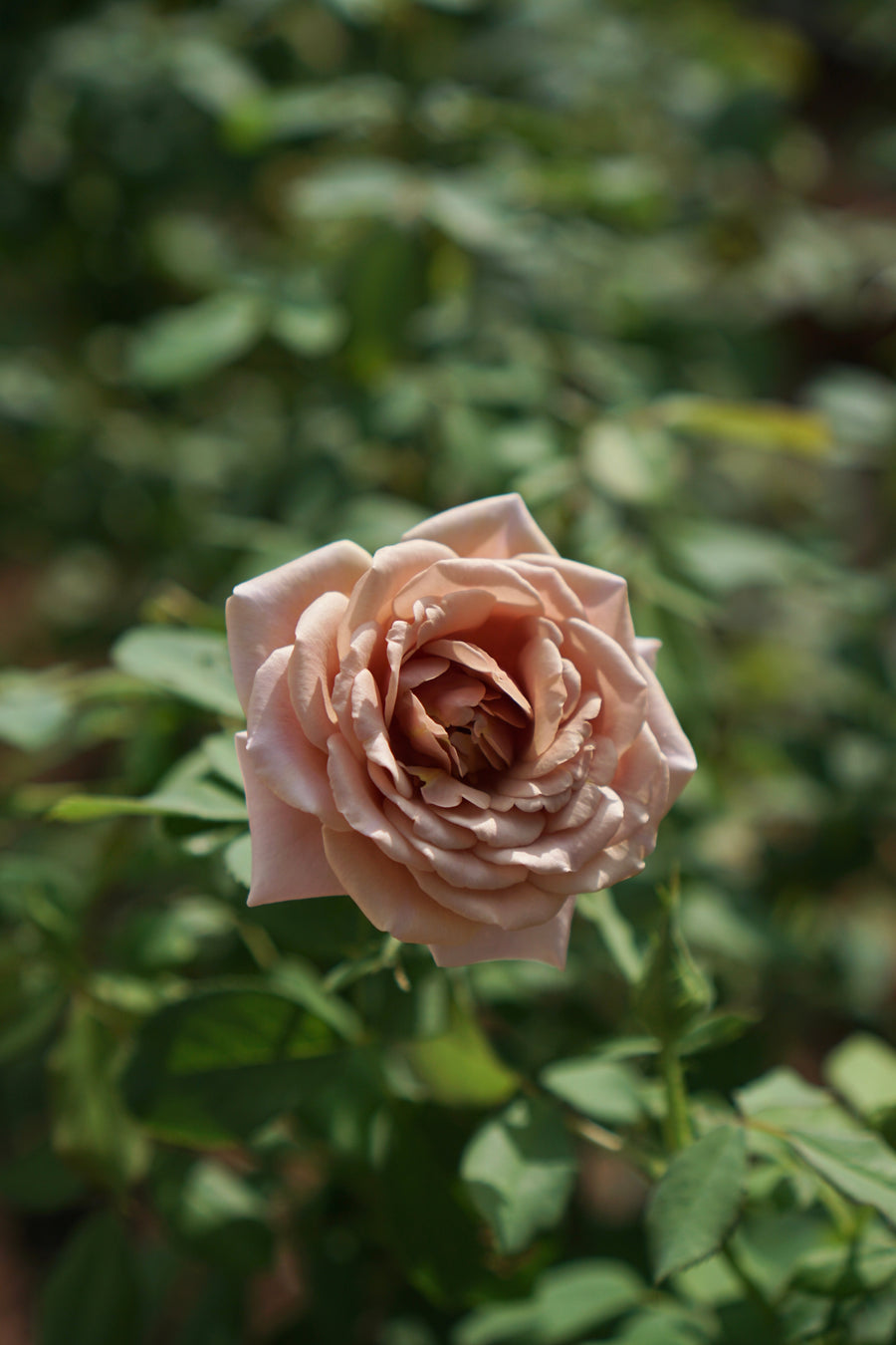 Rosier floribunda 'Koko Loko'
