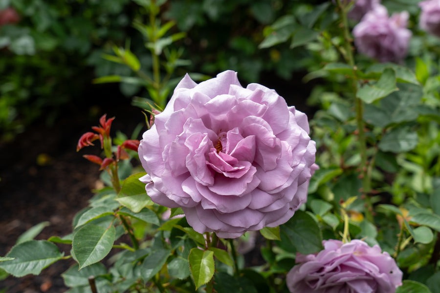 Rosier floribunda 'Love Song'