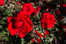 Floribunda rose 'Oh My!'