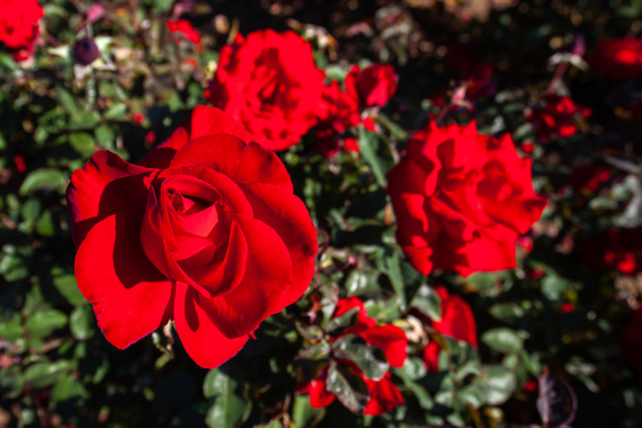 Rosier floribunda 'Oh My!'