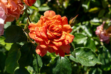 Rosier floribunda 'Pumpkin Patch'