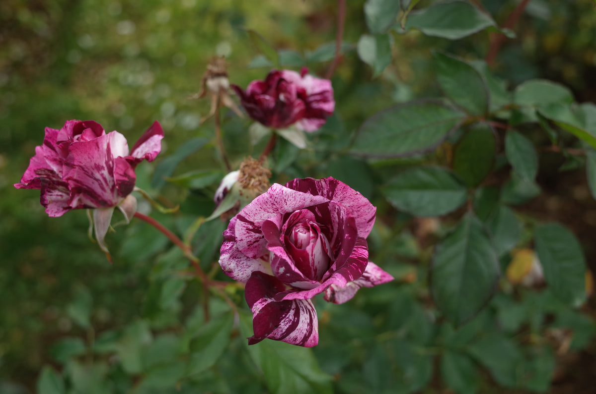 Floribunda rose 'Purple Tiger'