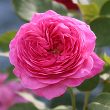Floribunda rose 'Queen of Elegance'