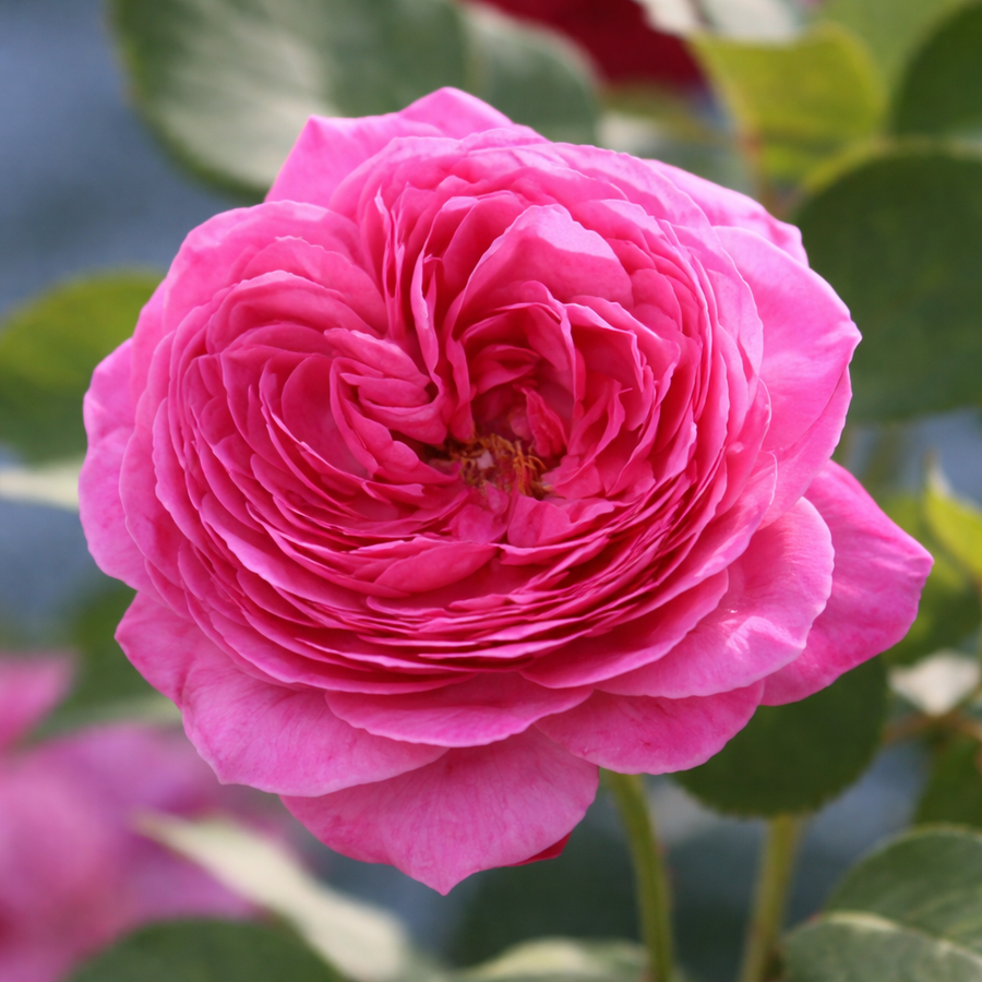 Rosier floribunda 'Queen of Elegance'