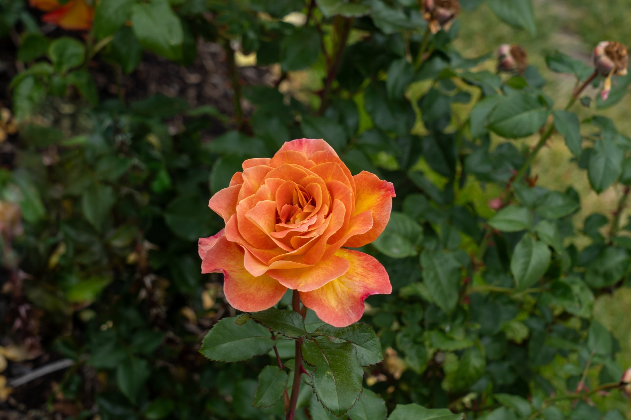 Floribunda rose 'Rosie the Riveter'