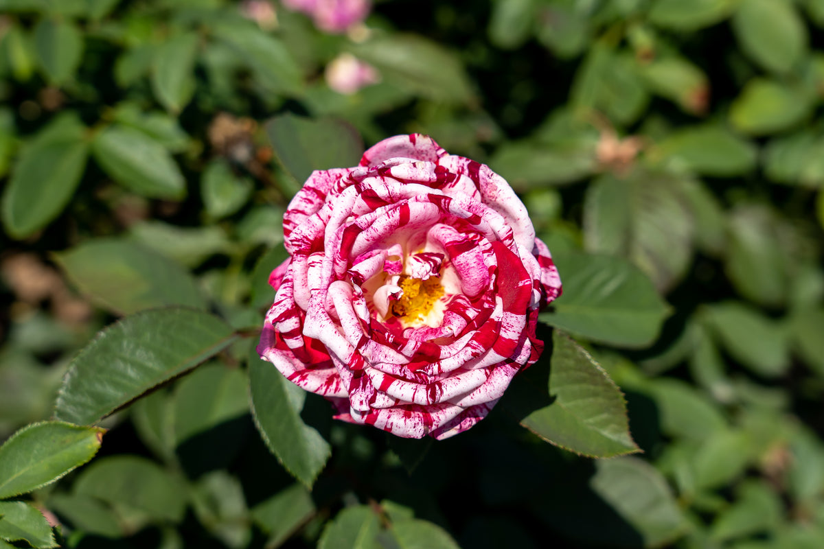 Floribunda rose 'Scentimental'