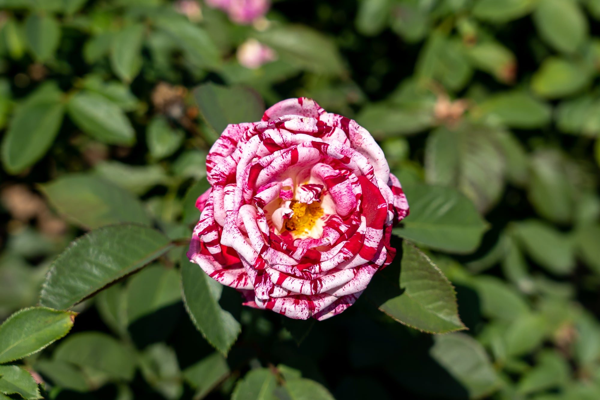 Floribunda rose 'Scentimental'