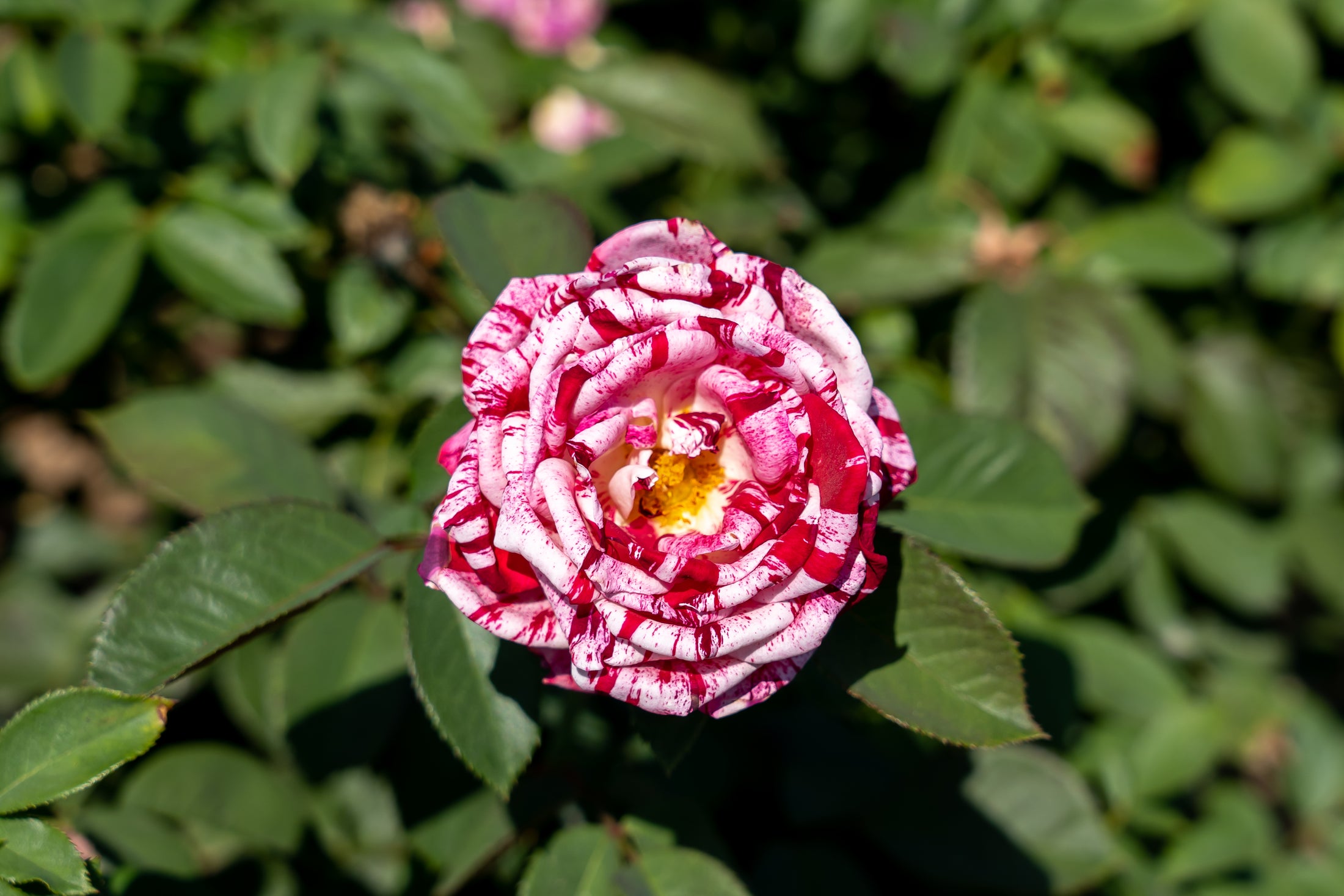 Floribunda rose 'Scentimental'