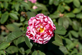 Rosier floribunda ‘Scentimental’ (Rosa)