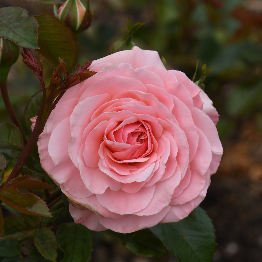 Floribunda rose 'Sexy Rexy'