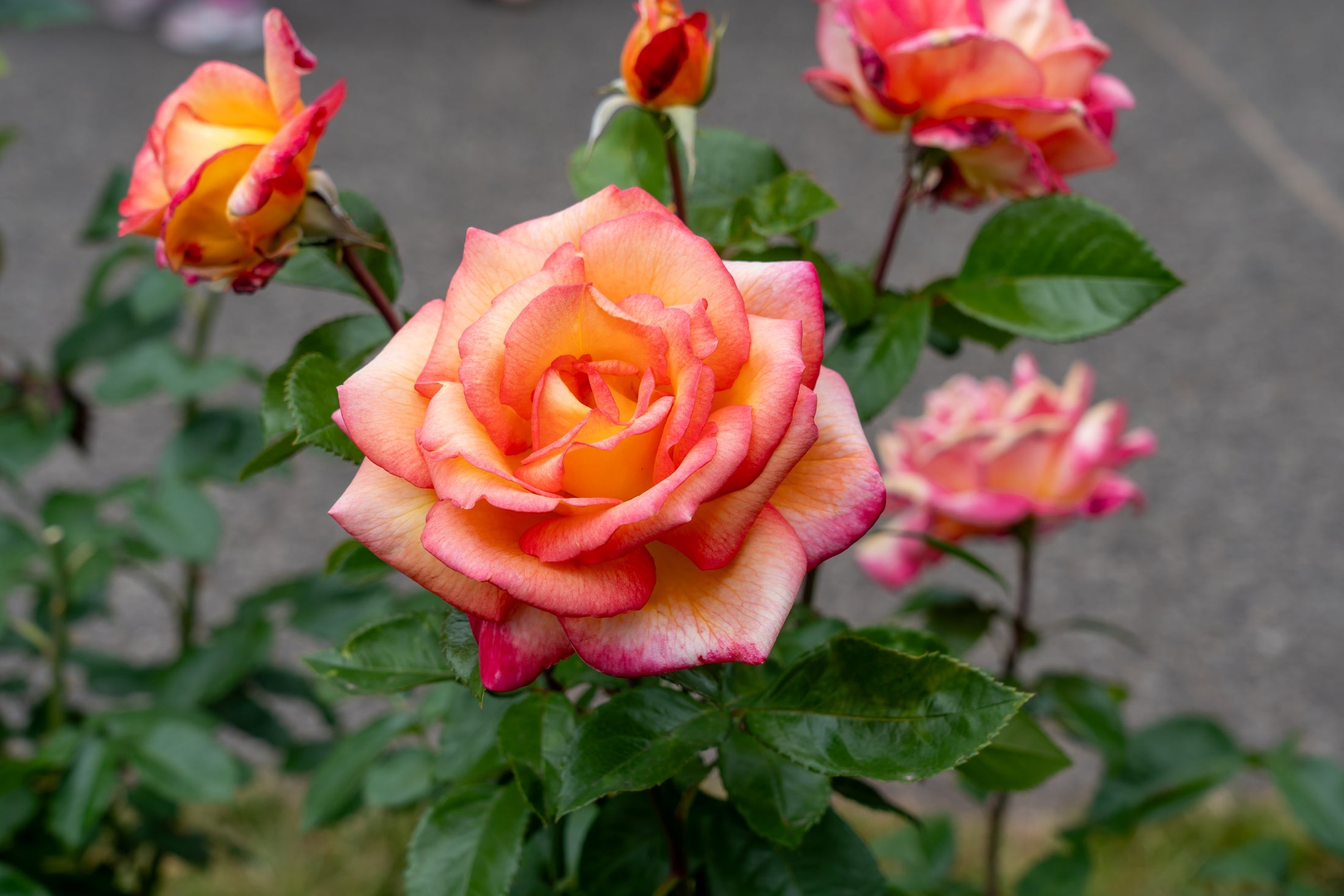 Floribunda rose 'Sheila's Perfume'