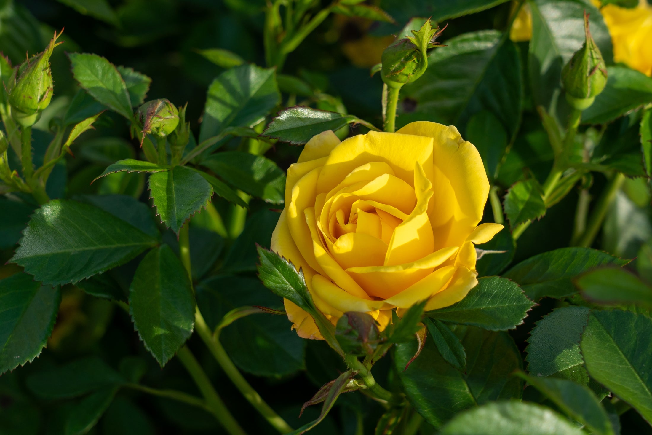 Floribunda rose 'Shockwave'