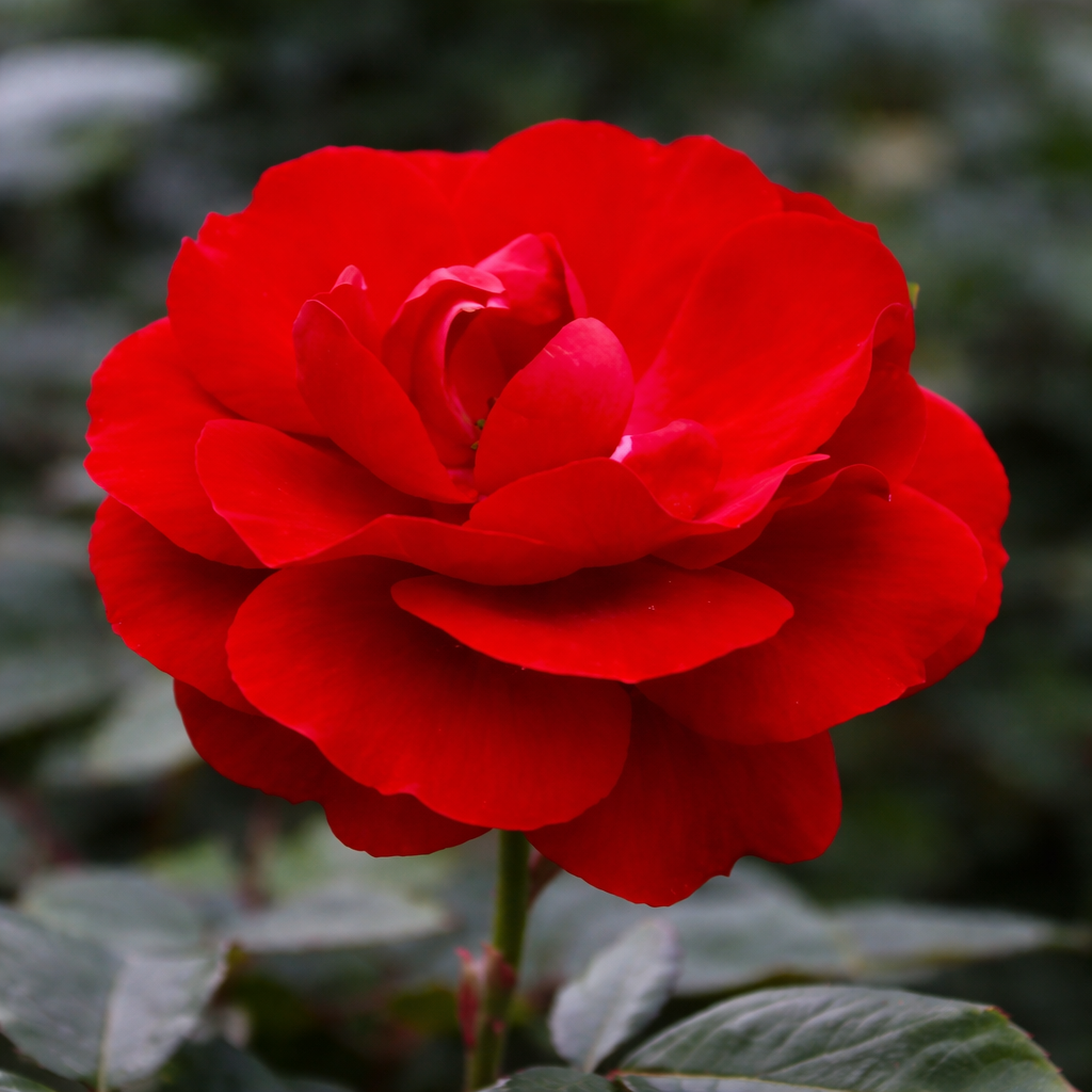 Floribunda rose 'Showbiz'