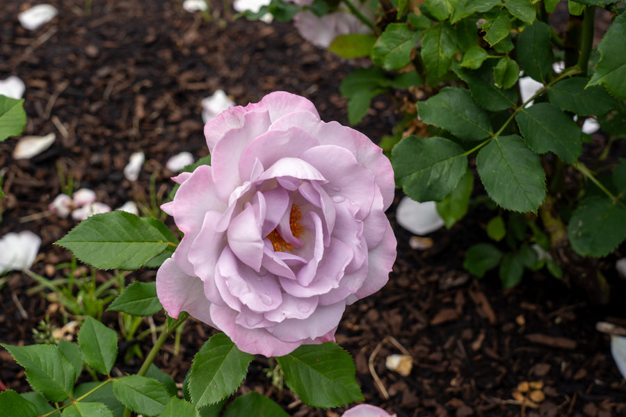 Rosier floribunda 'Silver Lining'