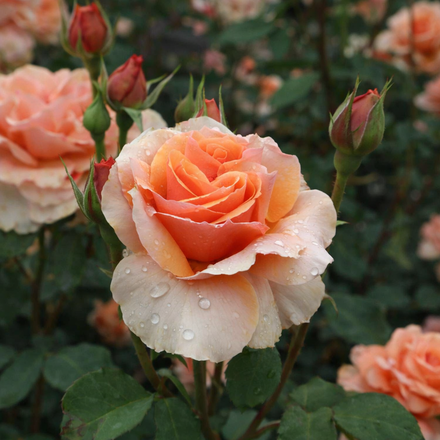 Rosier floribunda 'Soul Sister™ Sunbelt'