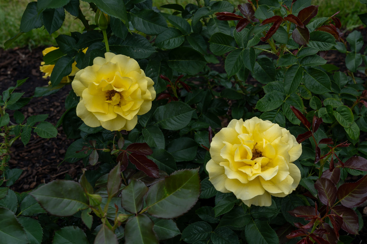 Rosier floribunda 'Sparkle & Shine'