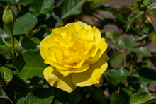 Rosier floribunda 'Sunsprite'