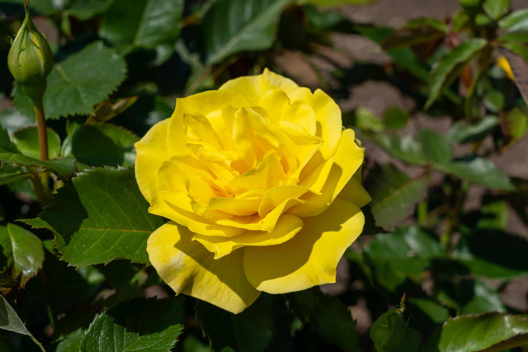 Rosier floribunda 'Sunsprite'