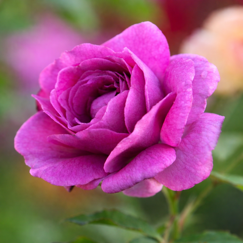Rosier floribunda 'Sweet Madame Blue'