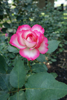 Rosier floribunda 'Tabris'