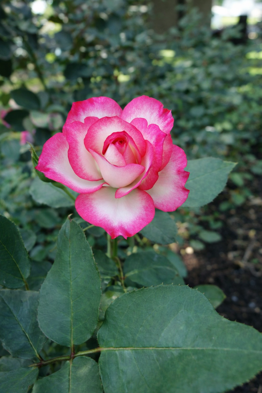 Rosier floribunda 'Tabris'