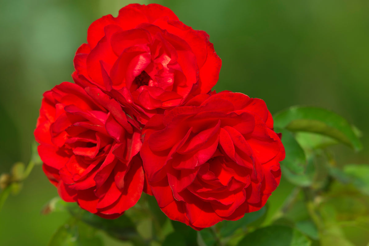 Floribunda rose 'Trumpeter'