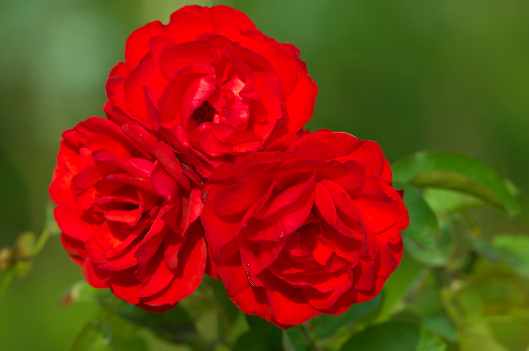 Floribunda rose 'Trumpeter'
