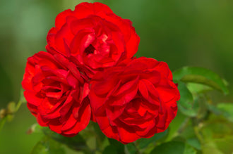 Rosier floribunda ‘Trumpeter’ (Rosa)