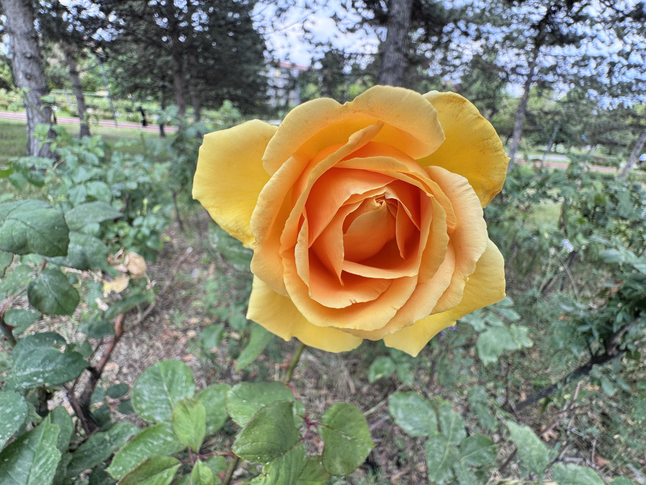Rosier floribunda 'Vavoom'