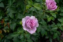 Floribunda rose 'Violet's Pride'
