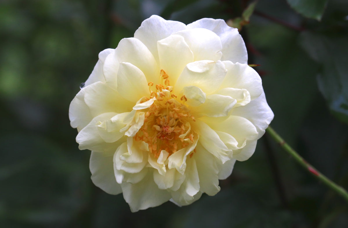 Rosier floribunda 'White Licorice'
