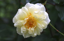 Rosier floribunda 'White Licorice'