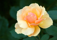 Grandiflora rose 'About Face'