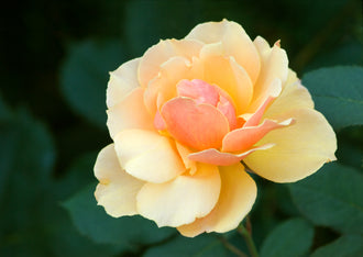 Rosier grandiflora ‘About Face’ (Rosa)