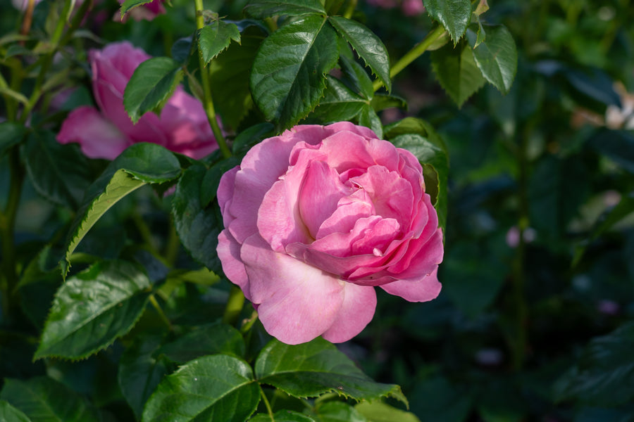 Rosier grandiflora 'All Dressed'